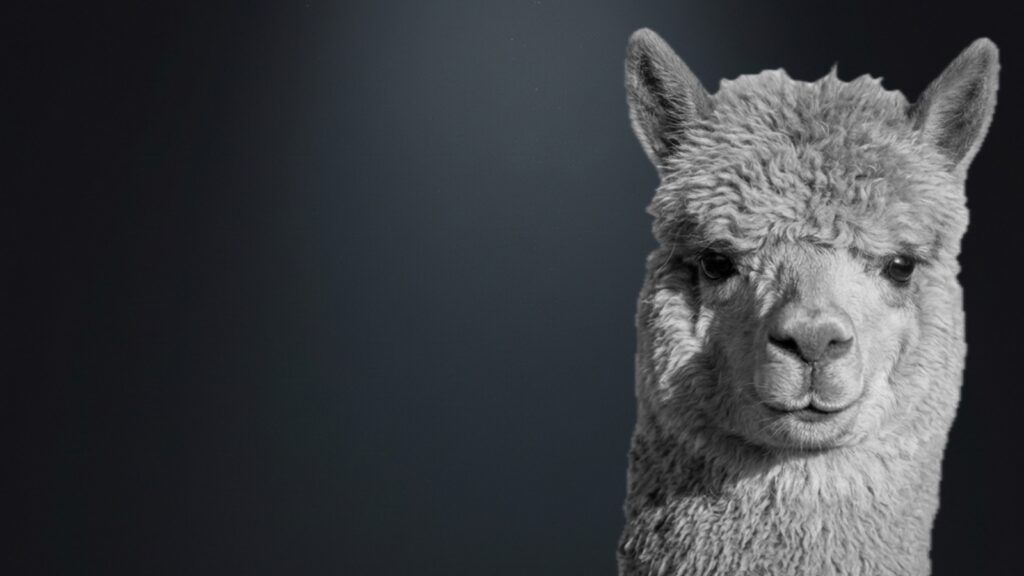Closeup of an alpaca