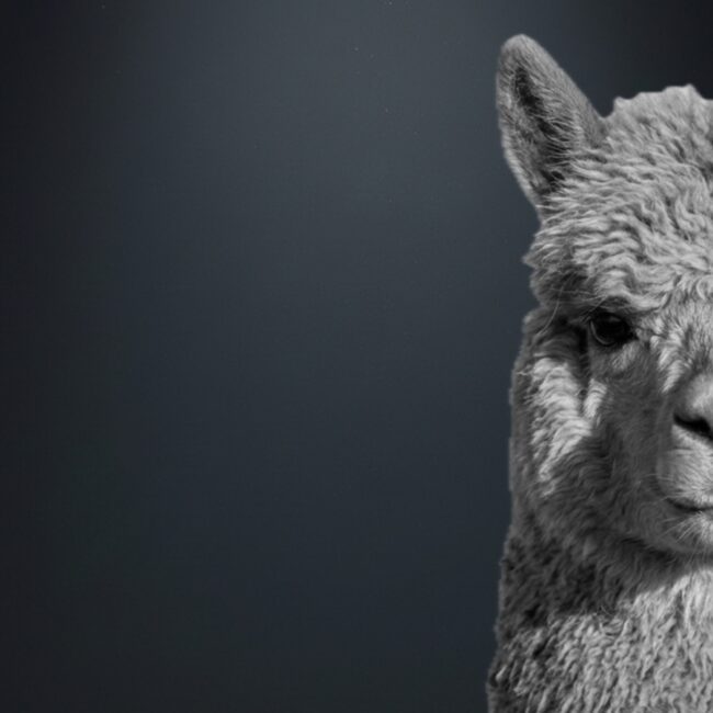 Home | San Francisco Agency - Marketing & PR for Global Growth